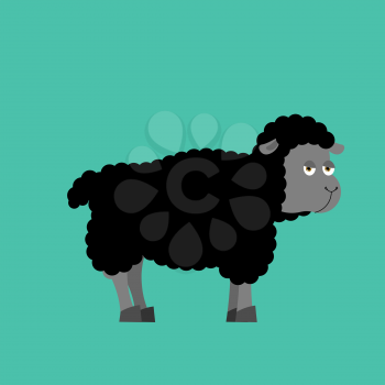 Black Sheep farm isolated animal. dark ewe on white background
