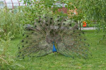 Peacock in all beauty. Dismissing a tail on pleasure to public.

