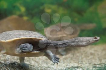 Turtle with a long neck. The aquarian turtle floated about glass.
