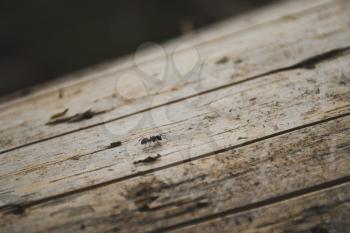 The ant runs on a log.