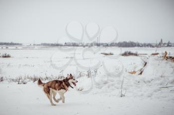 Dog of breed on the husky on winter walk.