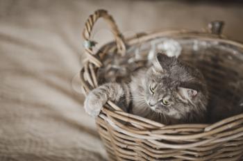 Gray fluffy cat is hiding in the basket.