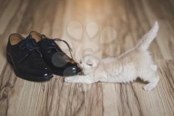 Naughty fluffy kitten plays with shoelaces.