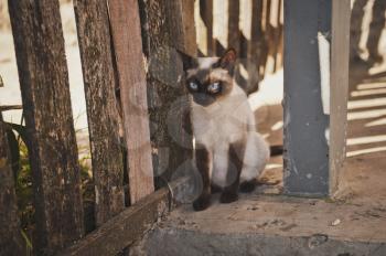 The Siamese cat breed around the fence.