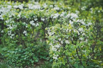 Ornamental shrub, blooming white flowers.