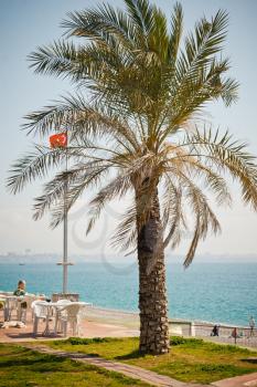 Single palm tree stands on the shore of the sea.
