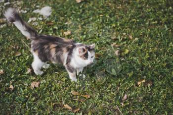Portrait of a cat walking on a green meadow.