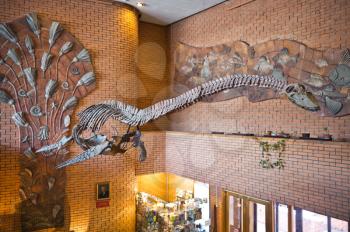 The Museum of paleontology Moscow the exposition of aquatic lizard.