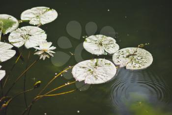 Lily pads on the surface of the pond.
