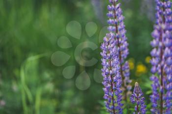 Lupine flowers on a green field background.