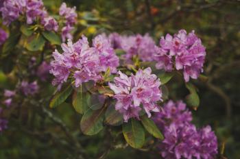 Beautiful pink rhododendron flowers.