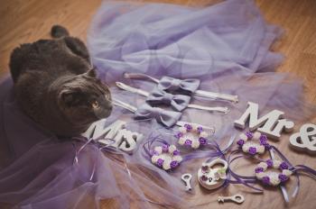 British yellow-eyed cat plays with wedding accessories.