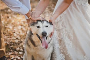 Happy Husky dog under the tender hands of the newlyweds.
