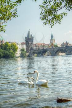 Swan in Prague. birds swimming in the river near the Charles Bridge.