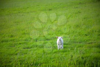 one white sheep eats green grass at farm
