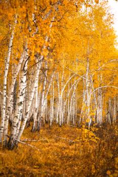 Autumn birch forest in the forests of Siberia.