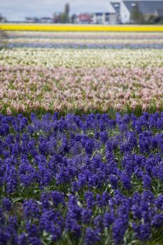 Hyacinth. Beautiful colorful pink, white, yellow and blue hyacinth flowers in spring garden, vibrant floral background, flower fields in Netherlands.