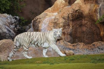 White tiger cautiously looking into the far

