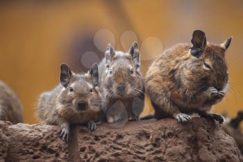 rodent degu walk with his fellow