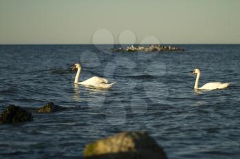 Swans with chicks swimming in the Baltic Sea. Summer