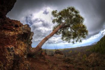 Canary pine tree on the slope of the volcano Teide on Tenerife. Spain.