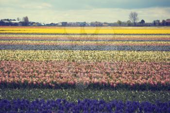 Hyacinth. flower fields in Netherlands. Europe
