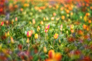 yellow-red field of tulips growing in the spring