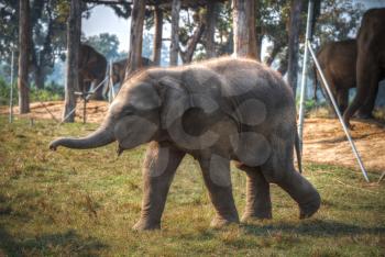 elephants in Chitwan. In the jungles of Nepal