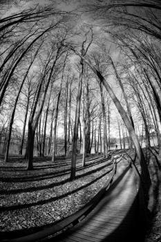 Wood road through wood. monochrome picture. fish eye
