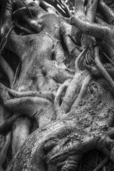 Indian banyan tree roots intertwined with each other. Black and white photography