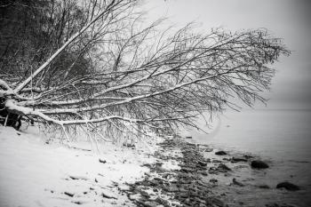 winter Baltic sea stones and a tree in the water frozen. monochrome picture