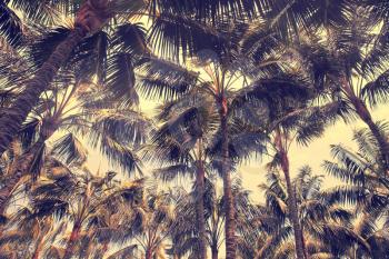 Palm trees grow on tropical islands. the sun is shining