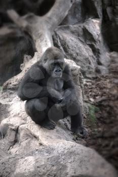 Gorilla goes through the jungle and rocks