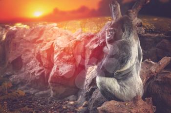 gorilla sitting on a rock and watching the sunset