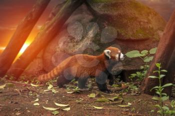 Red panda walks in the forest in China