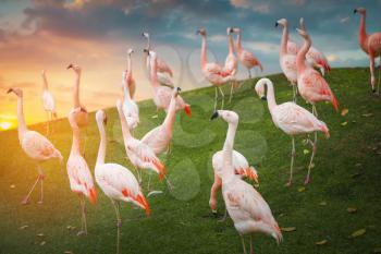 pink flamingos walk on the ground at sunset