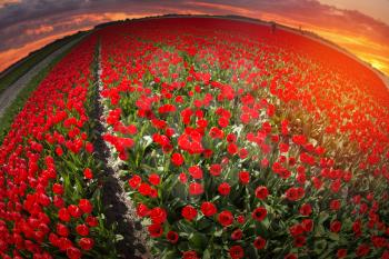 field with red tulips in the netherlands. 