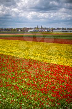 pink, red and orange tulip field in North Holland during spring