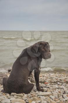 Labrador looks at the sea and waves