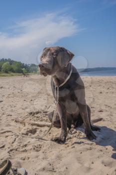 Labrador looks at the sea and waves