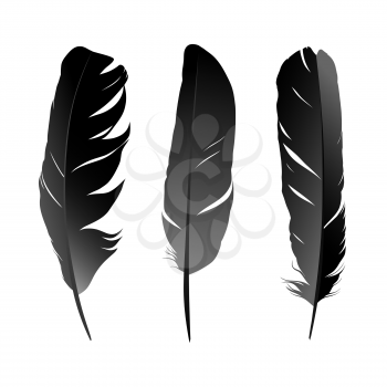 Black feather on white background vectror images