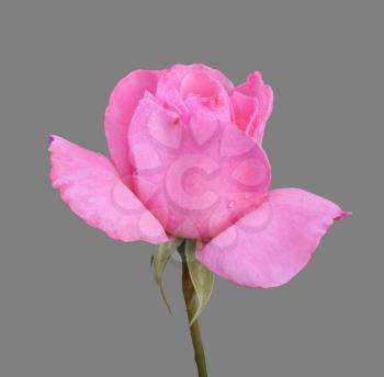 pink rose isolate on white background close-up