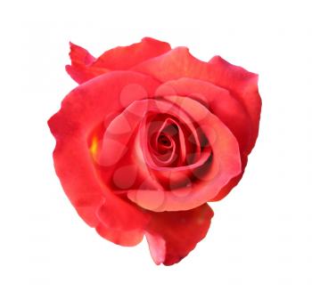 gorgeous red rose isolated on white background