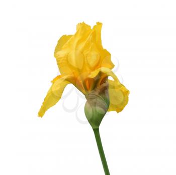 yellow iris flower isolated on white background close-up