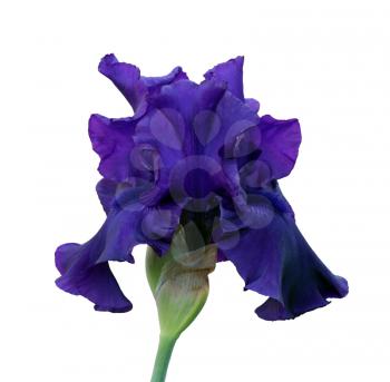 gorgeous blooming blue iris, isolated flower on white background close-up