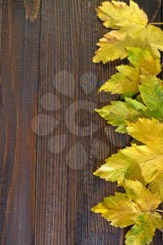 autumn leaves  on the wooden background, yellow leaves