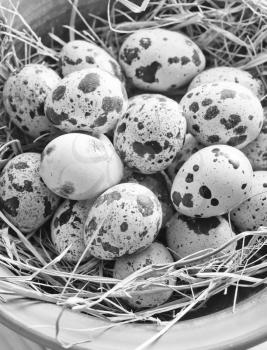 raw guail eggs