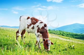 Cow in the field, spring landscape of Crimea