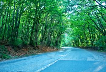 road in summer forest, trees in forest