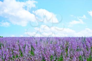 lavender flowers in field, lavender field